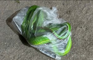 แวบแรกเหมือนงู! คนไข้ถือถุงหิ้วใส่อะไรเขียวๆ มาหาหมอ พอเห็นชัดๆ อึ้งกันหมด