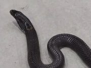 หนุ่มโดนถูกงูเห่ากัด เฮือกสุดท้ายโทรบอกรักยาย ก่อนสิ้นใจคาสาย