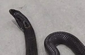 หนุ่มโดนถูกงูเห่ากัด เฮือกสุดท้ายโทรบอกรักยาย ก่อนสิ้นใจคาสาย