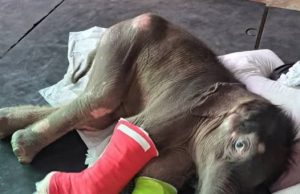 “พังข้าวต้ม” ฟื้นตัวดีขึ้นต่อเนื่อง! เริ่มยืนได้เองแล้ว