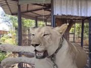 รู้แล้วทำไม “มเหสี” สิงโตดาวเด่นช่องดังเดินไปทำร้ายชาวบ้าน