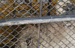 ผลตรวจสุขภาพ “มเหสี” ลูกสิงโตเพศเมีย หมอที่บึงฉวากตรวจทันที