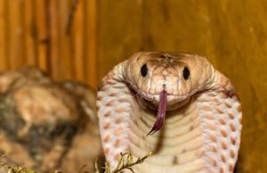 ด.ช. 2 ขวบปาอิฐใส่งู จนจะโดนฉก ชิงจังหวะกัดก่อน สุดท้ายตายคาปาก