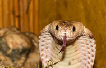 ด.ช. 2 ขวบปาอิฐใส่งู จนจะโดนฉก ชิงจังหวะกัดก่อน สุดท้ายตายคาปาก