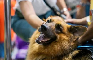 เศร้าหนัก “สุนัขตำรวจตรีซาโบ้” K9 ชื่อดัง จากไปอย่างสงบ