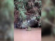 เฉลยแล้ว! “หินงูยักษ์” โผล่ลำน้ำเขาค้อ คนแห่สาธุขอโชค แท้จริงคือปรากฏการณ์ sun crack