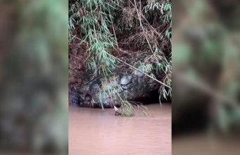 เฉลยแล้ว! “หินงูยักษ์” โผล่ลำน้ำเขาค้อ คนแห่สาธุขอโชค แท้จริงคือปรากฏการณ์ sun crack