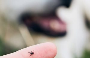 “เตือนโรคติดเชื้อไวรัสจากเห็บสู่คน ระบาดหนักปีใน 68”