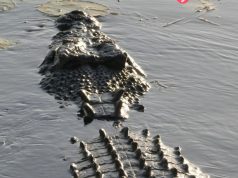 ด.ช.10 ขวบถูกจระเข้ยักษ์ จู่โจม – ลากลงแม่น้ำ ต่อหน้าชาวบ้าน