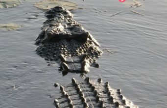 ด.ช.10 ขวบถูกจระเข้ยักษ์ จู่โจม – ลากลงแม่น้ำ ต่อหน้าชาวบ้าน