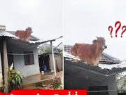 คลิปไวรัลน้ำท่วม “วัวลอยหาย” โผล่บนหลังคา ยอดวิวทะลุ 10 ล้าน เกิดอะไรขึ้นต่อจากนั้น?!