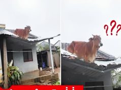 คลิปไวรัลน้ำท่วม “วัวลอยหาย” โผล่บนหลังคา ยอดวิวทะลุ 10 ล้าน เกิดอะไรขึ้นต่อจากนั้น?!