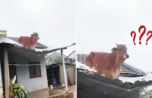 คลิปไวรัลน้ำท่วม “วัวลอยหาย” โผล่บนหลังคา ยอดวิวทะลุ 10 ล้าน เกิดอะไรขึ้นต่อจากนั้น?!