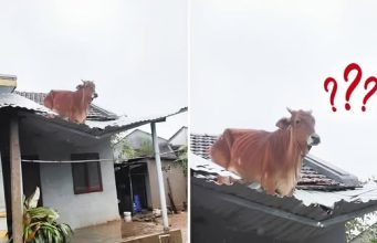 คลิปไวรัลน้ำท่วม “วัวลอยหาย” โผล่บนหลังคา ยอดวิวทะลุ 10 ล้าน เกิดอะไรขึ้นต่อจากนั้น?!