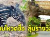 สวนสัตว์เปิดเขาเขียว ชวนร่วมโหวตตั้งชื่อ “ลูกสมเสร็จ”