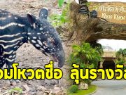 สวนสัตว์เปิดเขาเขียว ชวนร่วมโหวตตั้งชื่อ “ลูกสมเสร็จ”