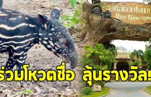 สวนสัตว์เปิดเขาเขียว ชวนร่วมโหวตตั้งชื่อ “ลูกสมเสร็จ”