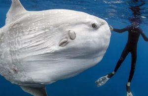 เปิดชีวิตปลาสุดเศร้า “ของเล่นยักษ์” แห่งท้องทะเล แหล่งอาศัยปรสิต-ถูกแทะเล่นยังอยู่เฉย