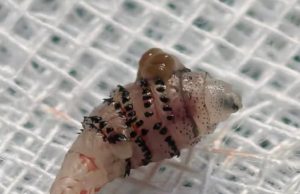 สุดสยอง รู้แล้ว “ตัวอะไร” อยู่ใต้ผิวหนัง คนไข้ชาวต่างชาติ