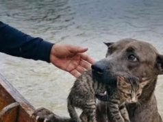 แนะนำเครื่องมือ Gemini ใช้ตรวจสอบภาพว่าจริงหรือภาพ AI