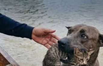 แนะนำเครื่องมือ Gemini ใช้ตรวจสอบภาพว่าจริงหรือภาพ AI