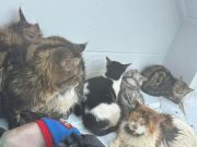 วิงวอนขอความช่วยเหลือด่วนครอบครัวติดหลังคาน้ำท่วมหนักที่เกาะหมี หาดใหญ่