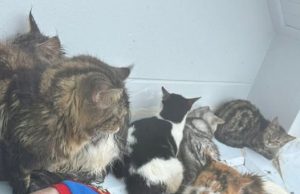 วิงวอนขอความช่วยเหลือด่วนครอบครัวติดหลังคาน้ำท่วมหนักที่เกาะหมี หาดใหญ่