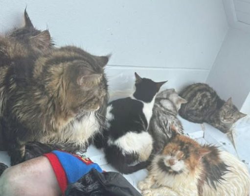 วิงวอนขอความช่วยเหลือด่วนครอบครัวติดหลังคาน้ำท่วมหนักที่เกาะหมี หาดใหญ่