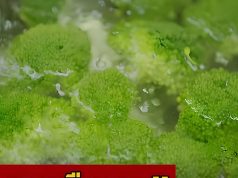 ผู้เชี่ยวชาญย้ำ “อย่าต้ม” ผักขายดี 3 อย่างนี้ กินกันทุกบ้าน แต่ส่วนใหญ่ไม่รู้!