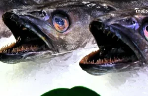 ปลา 4 ชนิดที่แนะนำให้เลิกกิน หากยังอยากมีชีวิตอยู่บนโลกนี้ต่อไป