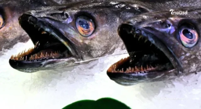 3242424-800x445-2-735x400-1