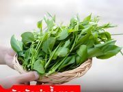 ผักนักฆ่าน้ำตาล สมุนไพรไทย 1 ชนิดที่เบาหวานกลัว นักวิจัยญี่ปุ่นยกย่องสรรพคุณ