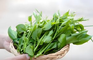 ผักนักฆ่าน้ำตาล สมุนไพรไทย 1 ชนิดที่เบาหวานกลัว นักวิจัยญี่ปุ่นยกย่องสรรพคุณ