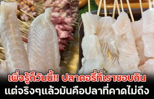 เพิ่งรู้ก็วันนี้!! ปลาดอรี่ที่เราชอบกิน แต่จริงๆแล้วมันคือปลาที่คาดไม่ถึง