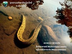 ปลาล้ำค่าลายคล้ายงู ฉายา “โสมแห่งสายน้ำ” เนื้อหวานอร่อย อูมามิเหมือนผงชูรส