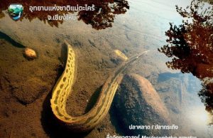 ปลาล้ำค่าลายคล้ายงู ฉายา “โสมแห่งสายน้ำ” เนื้อหวานอร่อย อูมามิเหมือนผงชูรส