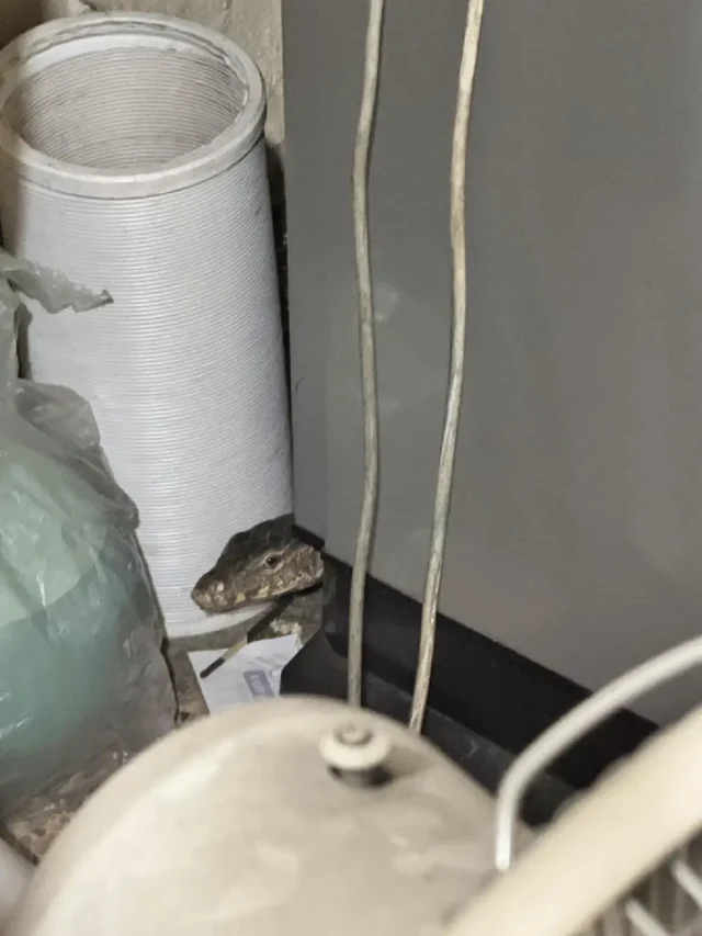 7iCPJulxoN8Q2bBmhOXb