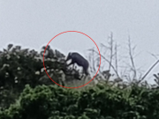 เป็นบุญตา รู้แล้วคือตัวอะไร โผล่บนยอดเขา ชาวเน็ตบอก คุณโชคดีมาก