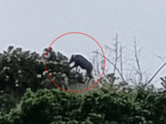 เป็นบุญตา รู้แล้วคือตัวอะไร โผล่บนยอดเขา ชาวเน็ตบอก คุณโชคดีมาก