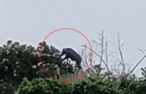 เป็นบุญตา รู้แล้วคือตัวอะไร โผล่บนยอดเขา ชาวเน็ตบอก คุณโชคดีมาก