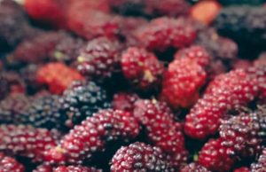 ลูกหม่อน มีประโยชน์หลากหลาย แต่หลายคนมักมองข้าม มีรายละเอียด