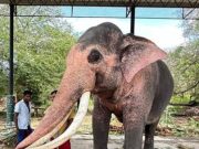 รัฐบาลไทย เดินหน้าแผนเจรจา ดึงช้าง ทูตสันถวไมตรี กลับสู่แผ่นดินแม่