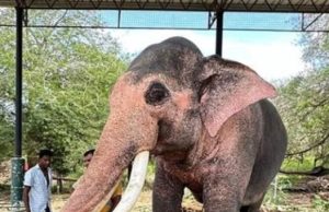 รัฐบาลไทย เดินหน้าแผนเจรจา ดึงช้าง ทูตสันถวไมตรี กลับสู่แผ่นดินแม่