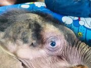 “พังข้าวต้ม” ลูกช้างป่าป่วยหนัก ลำไส้อักเสบ-น้ำตาลในเลือดตก