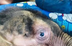 “พังข้าวต้ม” ลูกช้างป่าป่วยหนัก ลำไส้อักเสบ-น้ำตาลในเลือดตก