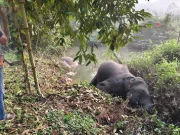 สลดหนัก ช้างป่าเขาคิชฌกูฏ ดับทีเดียว 3 ตัว สาเหตุสะเทือนใจ