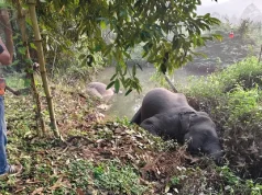 สลดหนัก ช้างป่าเขาคิชฌกูฏ ดับทีเดียว 3 ตัว สาเหตุสะเทือนใจ