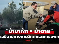ทำไม “ม้าขาหัก = ม้าตาย” แล้ว? คำอธิบายทางกายวิภาคและการแพทย์