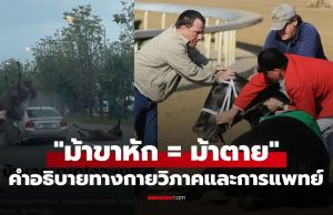 ทำไม “ม้าขาหัก = ม้าตาย” แล้ว? คำอธิบายทางกายวิภาคและการแพทย์