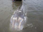 ตะลึงตาค้าง “สัตว์ประหลาดน้ำจืด” ตัวใหญ่กว่าเรือ ผู้เชี่ยวชาญชี้ 10 ปีมีหนเดียว.